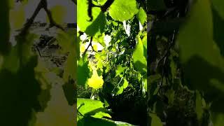 Fresh young acid-green ceech leaves blosing in the breeze in Dorset