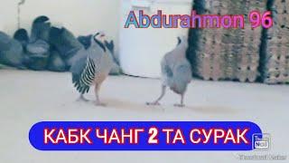 КАБК ЧАНГ 2ТА СУРАК (БОЙ КУРОПАТКА)