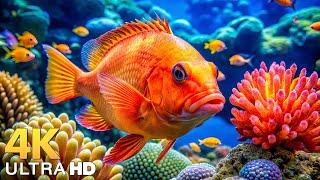 The Best 4K Aquarium - Explore the Underwater World and Beautiful Coral Reef Fish for Deep Sleep