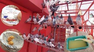 Kabootar Bahir Nikalny Sy Phly Julab Dana | Deworming | Hashim Mahmood Pigeons