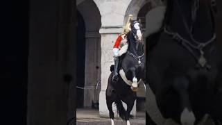 Horse rears up #horseguard