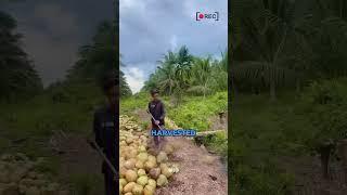 Efficient Coconuts Transport #Popularscience #mechanical #technology #knowledge