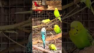 Budgie Aviary #birds #bird