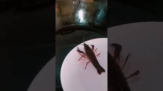 Crayfish fall into the oil pan