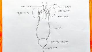 How to draw human excretory system easy|How to draw human Urinary system|Urinary system diagram easy