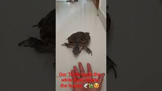 Our Turtle meet the white Dove inside the house!