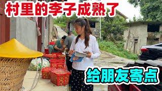 全村人靠卖李子发家致富，城里卖20块钱一斤，就我家没有果树，在邻居家买了几十斤给婆家人寄去
