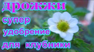 ДРОЖЖИ СУПЕР УДОБРЕНИЕ ДЛЯ КЛУБНИКИ   .ДЛЯ УРОЖАЙНОСТИ И РОСТА КЛУБНИКИ  .