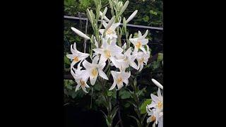 Лилия белоснежная. lilium candidum