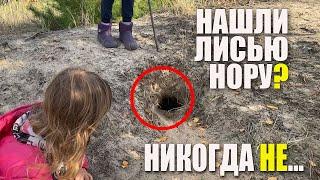 Лисьи Норы В Лесу. Что можно делать, а что нет