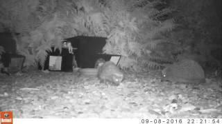 Male and female hedgehog