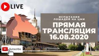 16.08.2020. Прямая трансляция с ЦМИ. Праздник чистокровного коннозаводства.