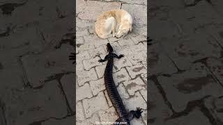 OMG! Mysterious Lizard Approaches Sleeping Dog #shorts #trending