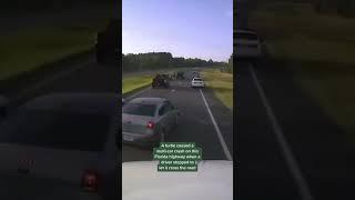 Driver braking for turtle causes multi-car accident in Florida #shorts