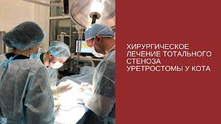 Хирургическое лечение тотального стеноза уретростомы у кота