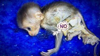 SHOCKING: New Abandoned Monkey Can't Walk Like Others Since Young! Find Out Why...