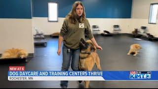 Courteous K9 thrives in Rochester