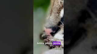 Poznáte šelmu pouze podle čenichu? #hádanka #kočky