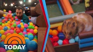 See a first look at the new competition series ‘Human vs. Hamster’