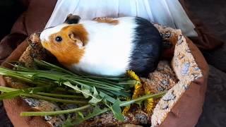Морские Свинки/Такого перерабатывающего станка Вы ещё не видели!?