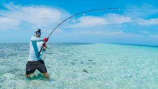 Great Barrier Reef Fishing In A Foot Of Water