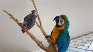 Coco n lilly #macaw #lovebirds #africangrey #parrot #loveydovey #cockatiel #budgies #video