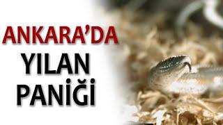 ANKARA'DA YILAN PANİĞİ