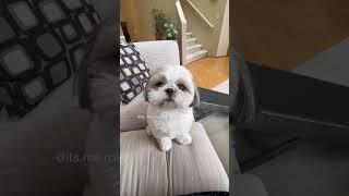 Shih Tzu #youtubeshorts #shorts #viralvideo #funny #viral #viralshorts #dogs #dog #doglover #shihtzu