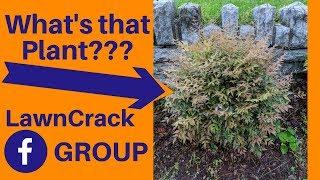 What's that plant?  Join the LawnCrack Facebook Group for more info...