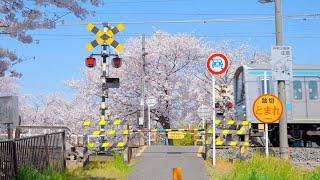 【8K HDR】 Japan Kyoto Cherry Blossom 京都の桜