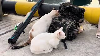 Cats on fishing in Sochi!#fishing #sea #sochi #sochi2023 #feeding #cats #feedinghomeless #catlovers