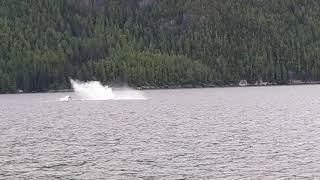 Whale surfacing outside Ocean Falls BC