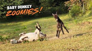 Baby Donkey Zoomies! + Are The Mini Mares Expecting?