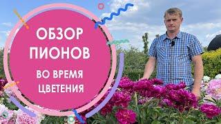 Обзор пионов во время цветения. Самые красивые сорта пионов. Ито-гибриды и молочноцветковые пионы.