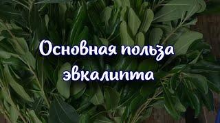 Основная польза эвкалипта. Состав и полезные свойства