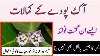 Aak k Faidy.|| Benefits of Aak Madar. آک مدار کے فوائد و استعمالات ۔ Benefits in Urdu r Hindi.||