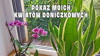 Moje Wszystkie Kwiaty Doniczkowe, Które Uprawiam w Domu