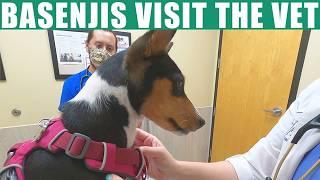 Basenjis Visit The Vet