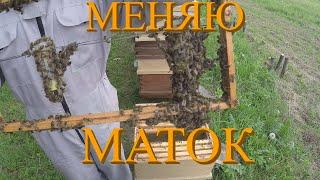 Меняю маток. Исправляю злую семью.
