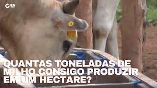 09/01/2022 - Quantas toneladas de milho consigo produzir em um hectare?