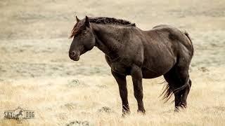 Wild Mustangs reunite at Skydog Sanctuary