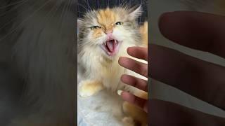 Mother cat is angry because she is protecting her kittens #cat #kitten #cutecat #catlover