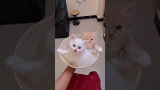sinchi  Pluto #catvideos #kittens