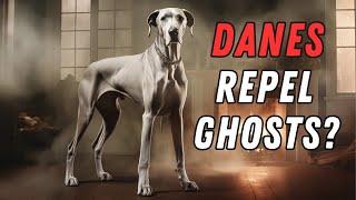 Great Dane Facts: 10 Bizarre Things You Didn't Know