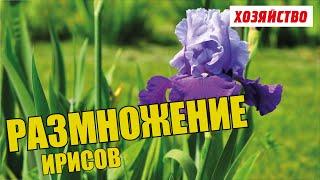 Делим и размножаем ирисы (когда делить ирисы)/Iris