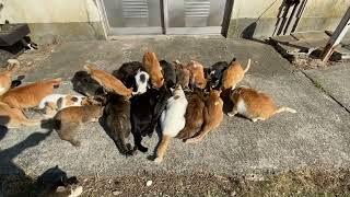 Cat Island in Japan  a lot of cats gathered when I gave food