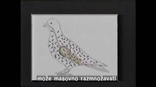 10 Young pigeon diarrhea, Proliv mladih golubova