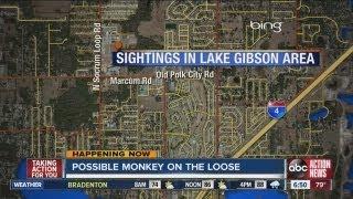 FWC searching for monkey they believe might be on the loose in north Lakeland