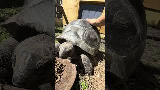 Kahlua came in for some pets!! #aldabratortoise #tortoise #outdoorreptilekeeping