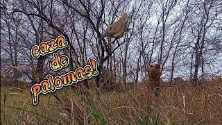 PIGEON HUNTING with @juanchoaventuras2010 and @danielguerreno4981! ️ (B3, SR1000 and PR900) @Ca...